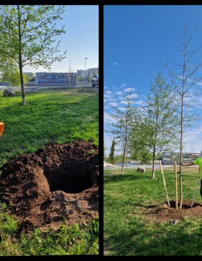 Puunistutus | Arboristi Timo Kolmonen, Puruhammas